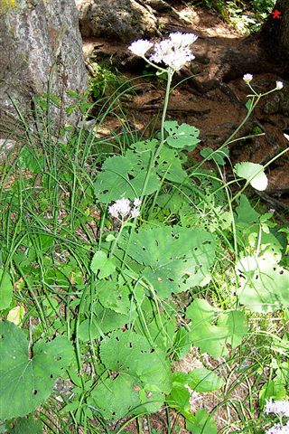 Fiori dal Trentino